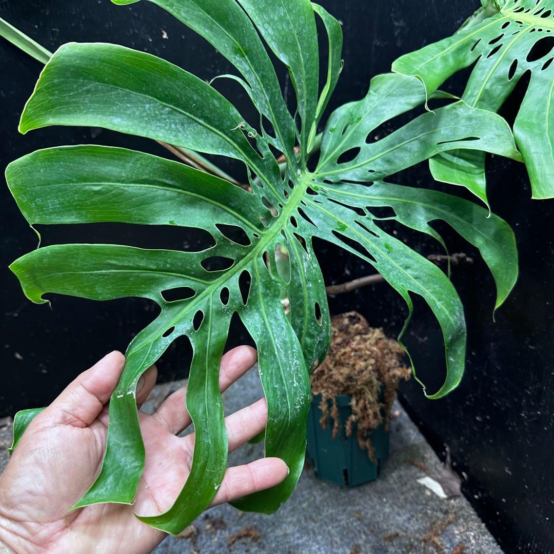 モンステラデリシオーサマクロコズム大型葉希少系統鉢植え高さ70㎝超大株レア特大
