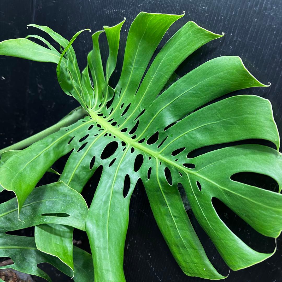 モンステラデリシオーサマクロコズム大型葉希少系統鉢植え高さ70㎝超大株レア特大