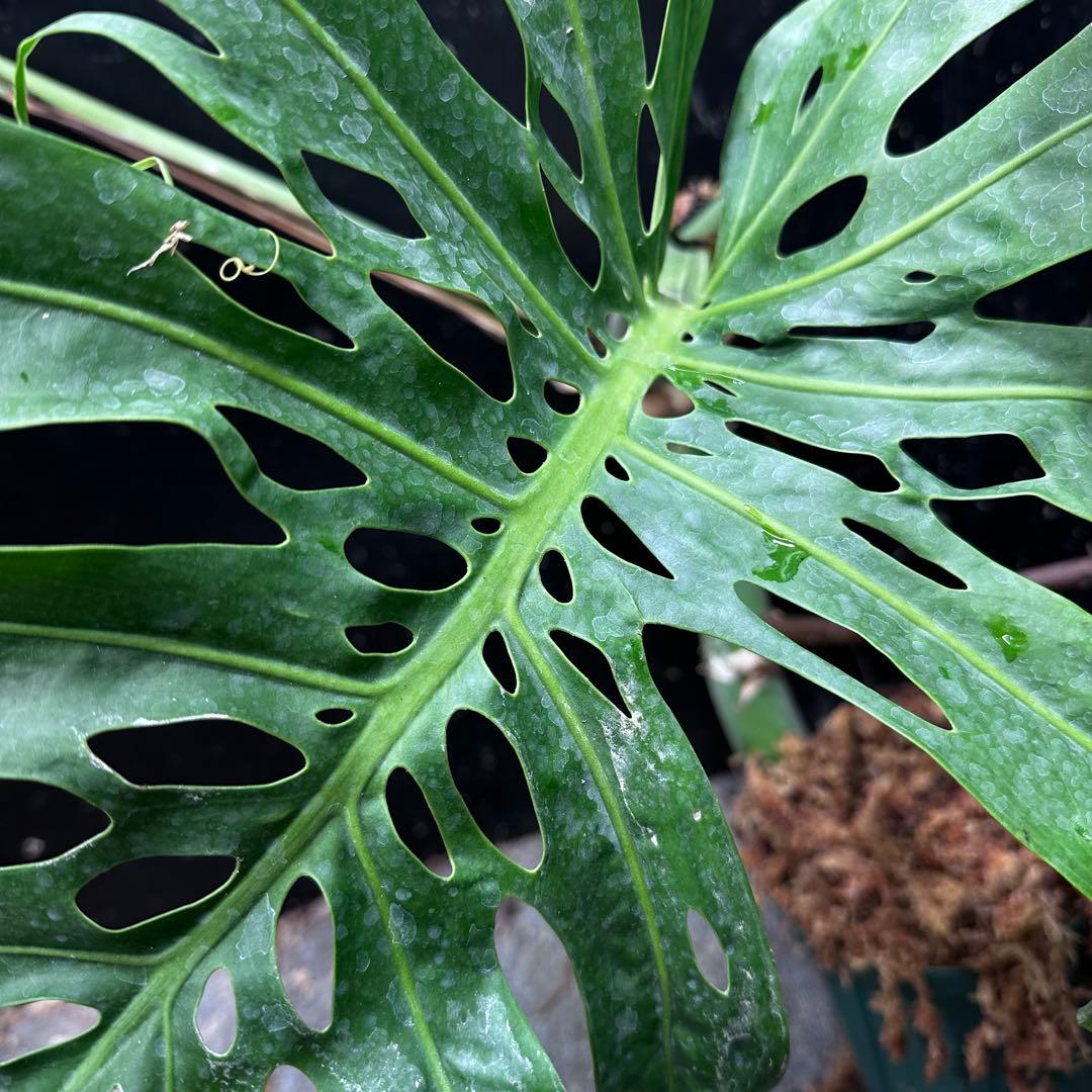 モンステラデリシオーサマクロコズム大型葉希少系統鉢植え高さ70㎝超大株レア特大