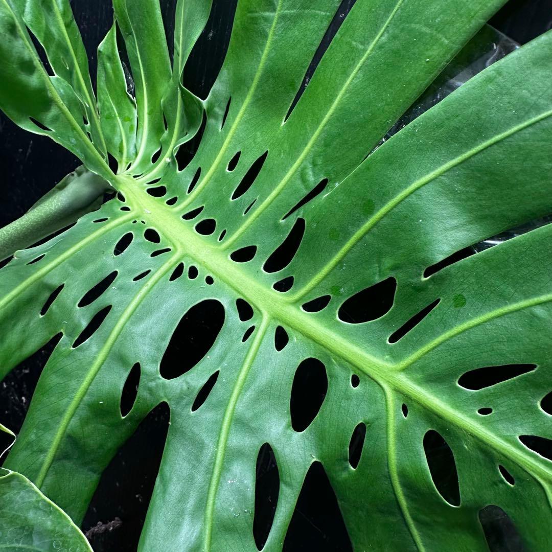 モンステラデリシオーサマクロコズム大型葉希少系統鉢植え高さ70㎝超大株レア特大