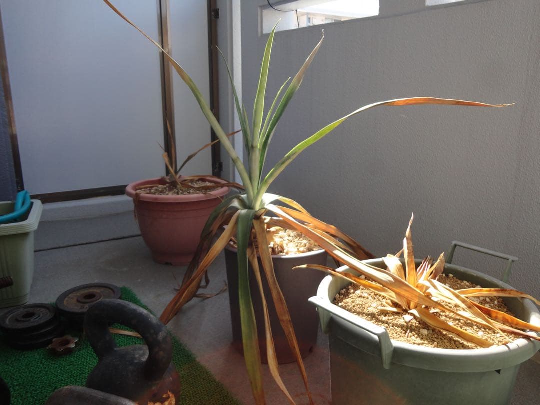 SONYソニーCyber shot DSC W570デジタルカメラ【動作確認済】