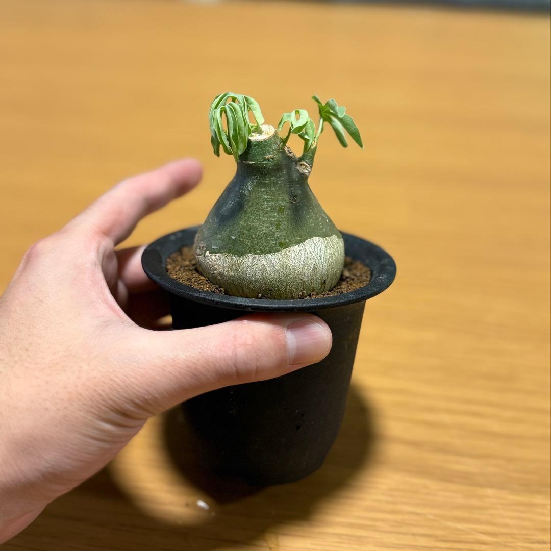 アデニアグラウカ 幹幅6.0cm 実生 美しい樹形 塊根植物 コーデックス