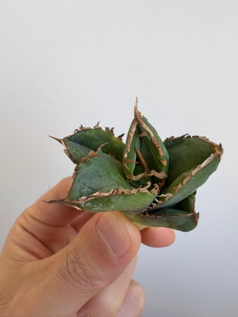 アガベ　チタノタ　清櫻②