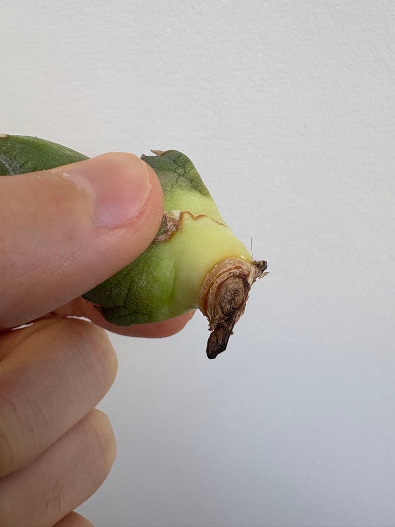 アガベ　チタノタ　清櫻②