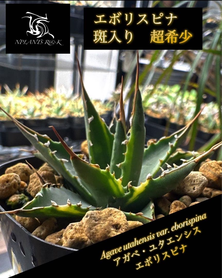 【アガベ ユタエンシス エボリスピナ 斑入り　超希少】 コレクション株！！激レア