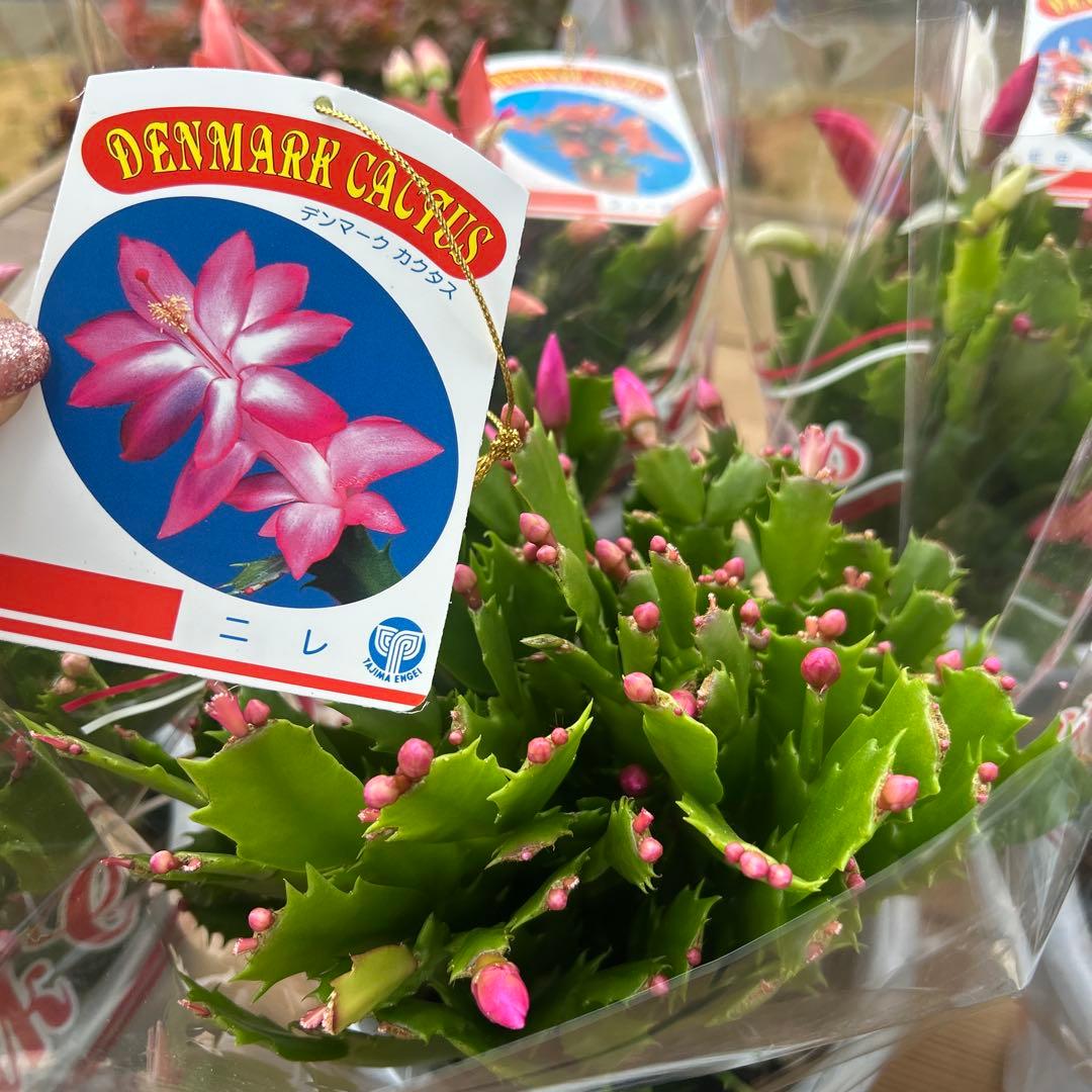 シャコバサボテン苗　シャコバサボテン　デンマークカクタス　5鉢価格　5号鉢