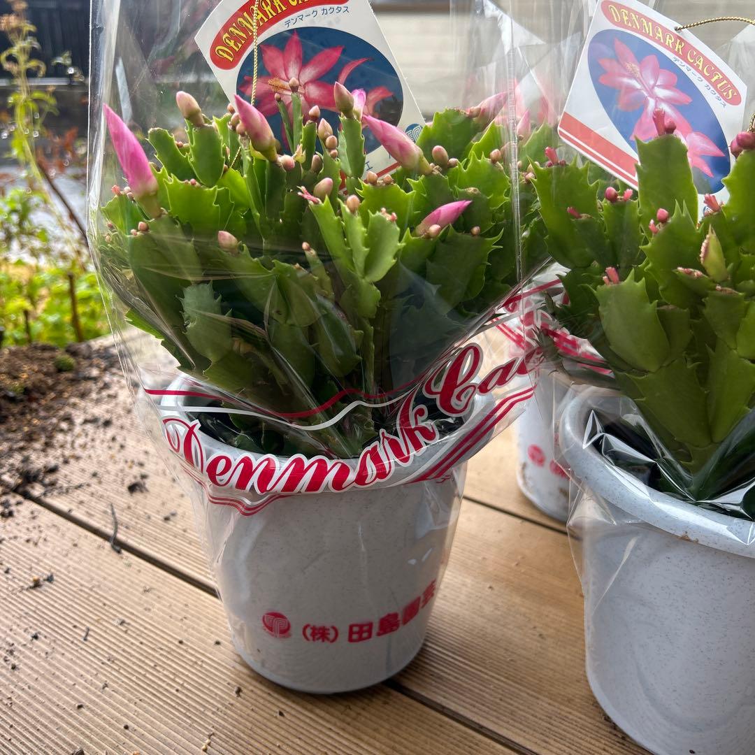 シャコバサボテン苗　シャコバサボテン　デンマークカクタス　5鉢価格　5号鉢