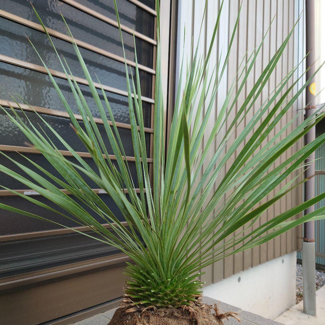 ユッカ ロストラータ《H=約70㎝》290