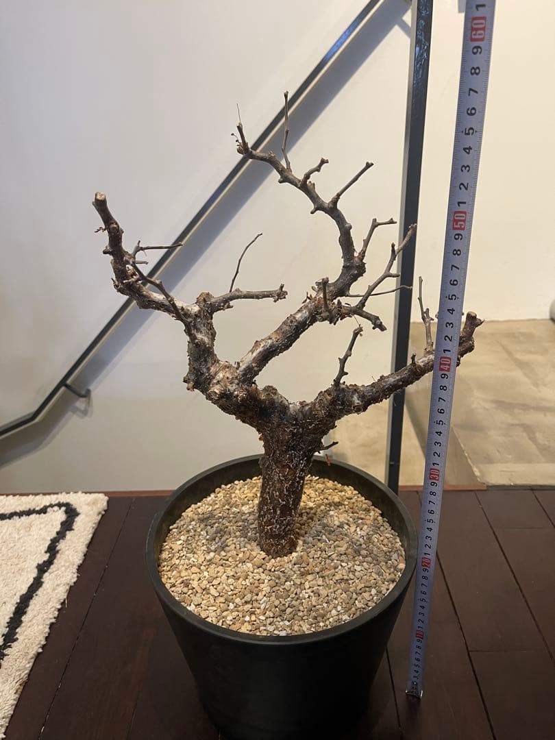 コミフォラ　モンストローサ　特大株　現地発根済