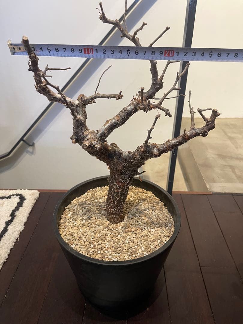 コミフォラ　モンストローサ　特大株　現地発根済