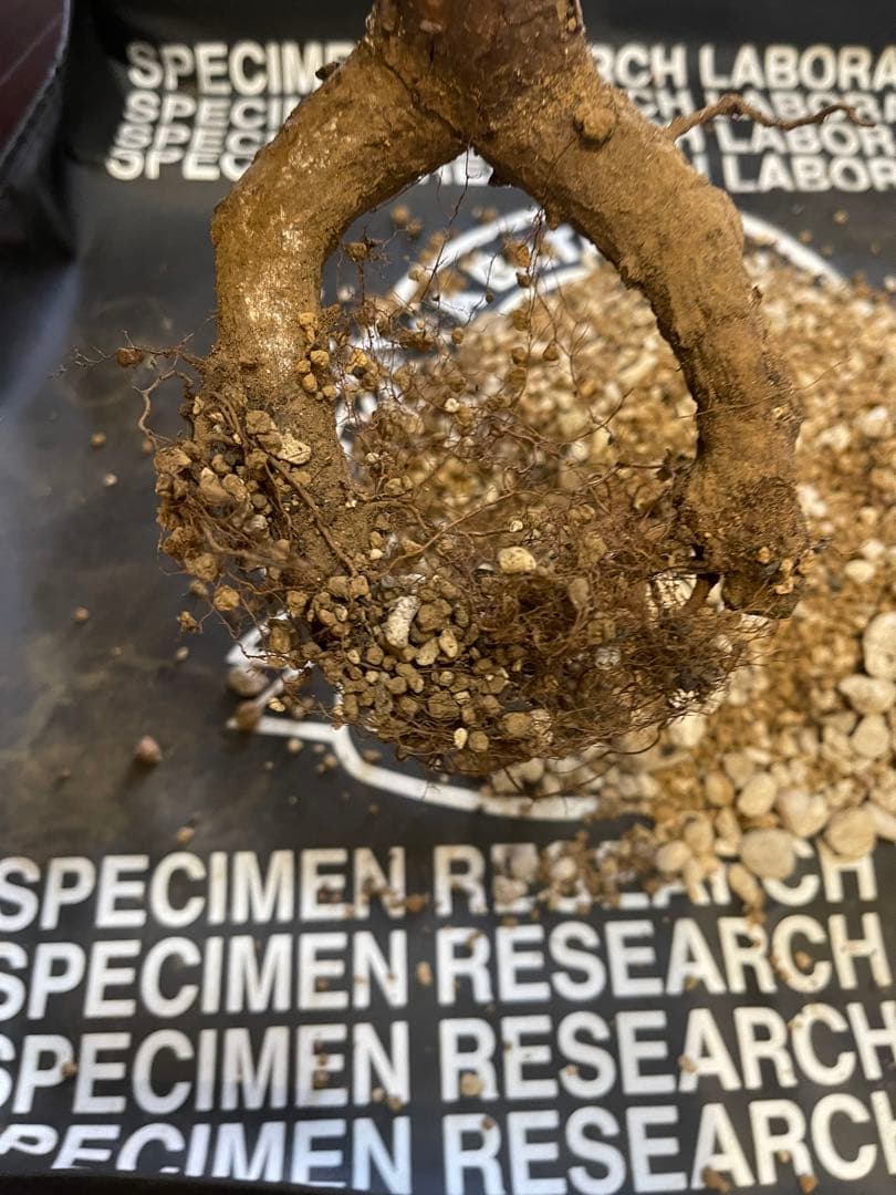 コミフォラ　モンストローサ　特大株　現地発根済