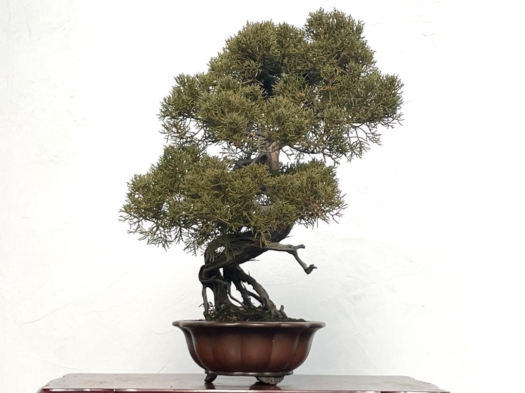 三河盆栽　シンパク　盆栽