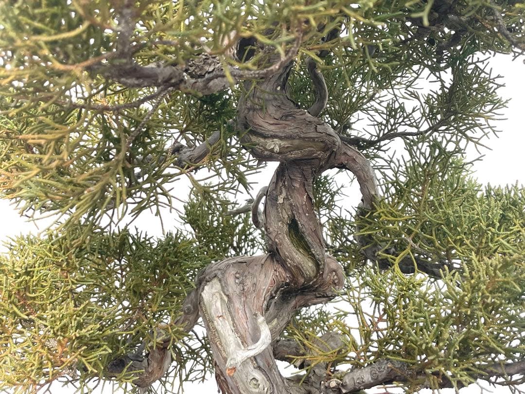 三河盆栽　シンパク　盆栽