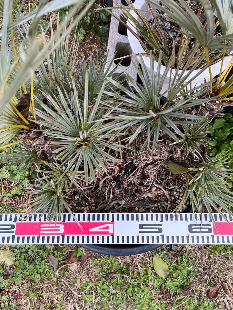 チャメロプスセリフェラ　白銀葉　大分頭株　観葉植物 特大　扇状葉 黒鉢