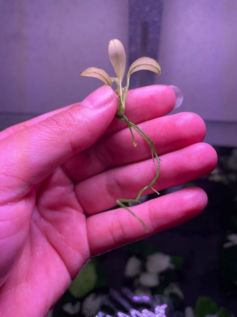 Anubias Panda Congensis(斑入りパンダアヌビアス )