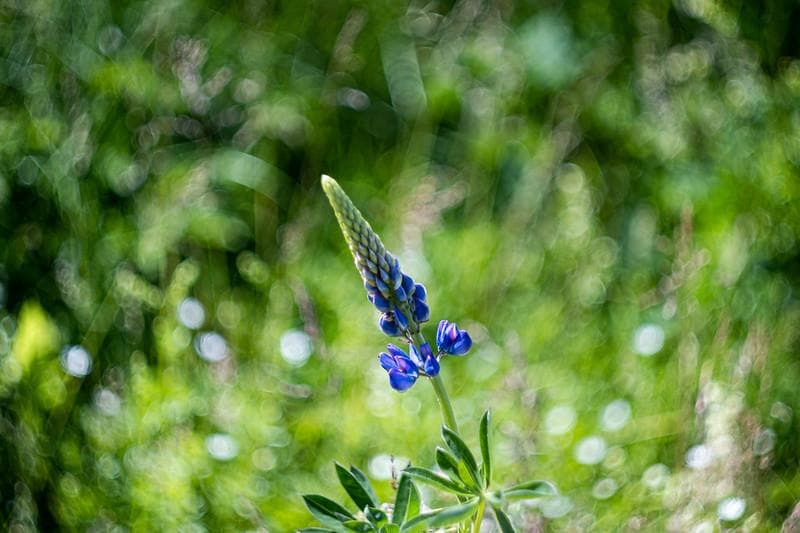 19　未使用　ぐるぐるボケレンズ　 ヘリオス　44-2　M42アダプター付