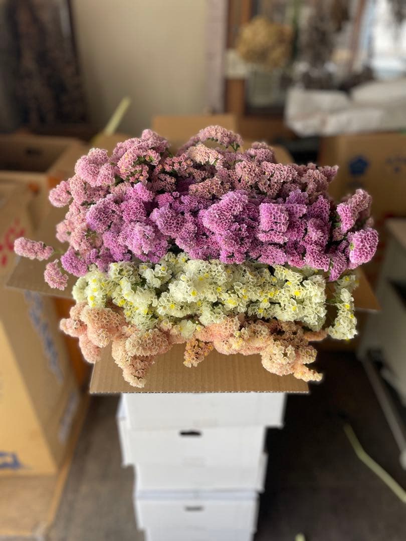 スターチス　ニュアンス系お任せmix 80→100本