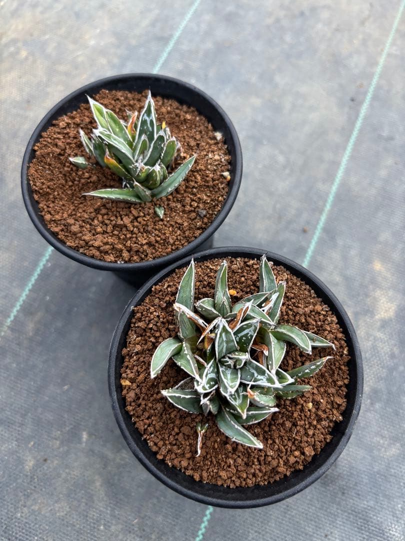 アガベ　笹の雪　萎縮個体　超矮性　姫笹の雪　2鉢を鉢発送致します検　氷山虎斑白虎