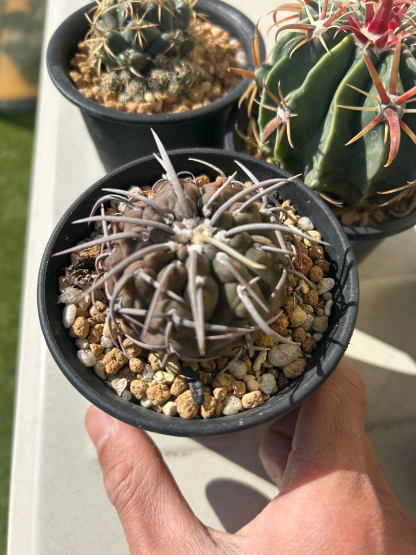 太平丸などサボテン五種セット