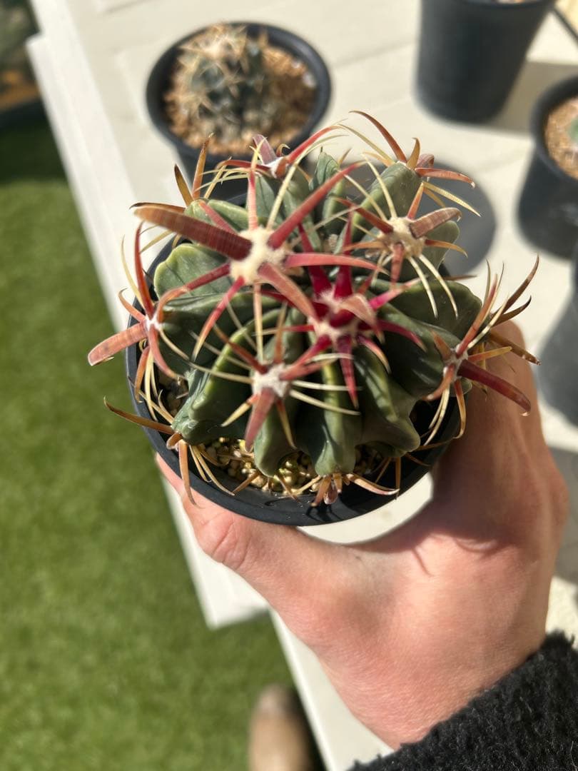 太平丸などサボテン五種セット