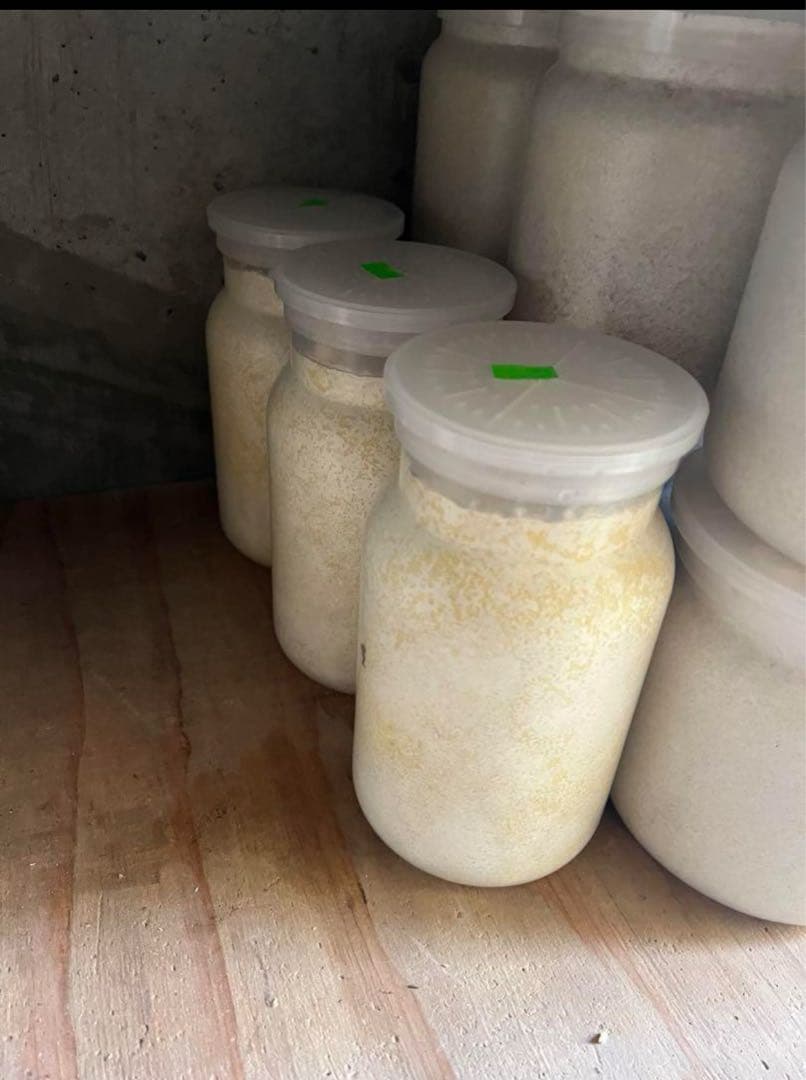 カワラ菌糸ビン1100 10本セット