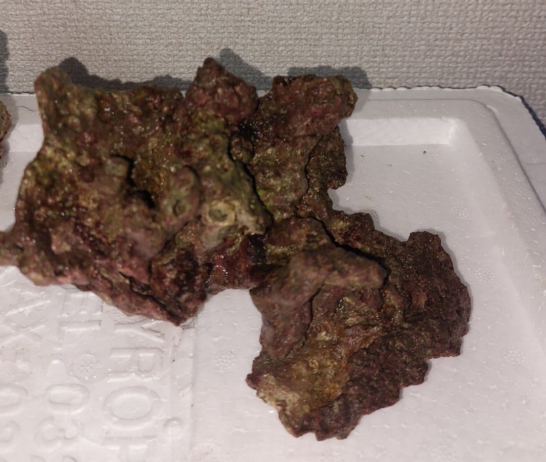 ライブロック 中型 赤褐色