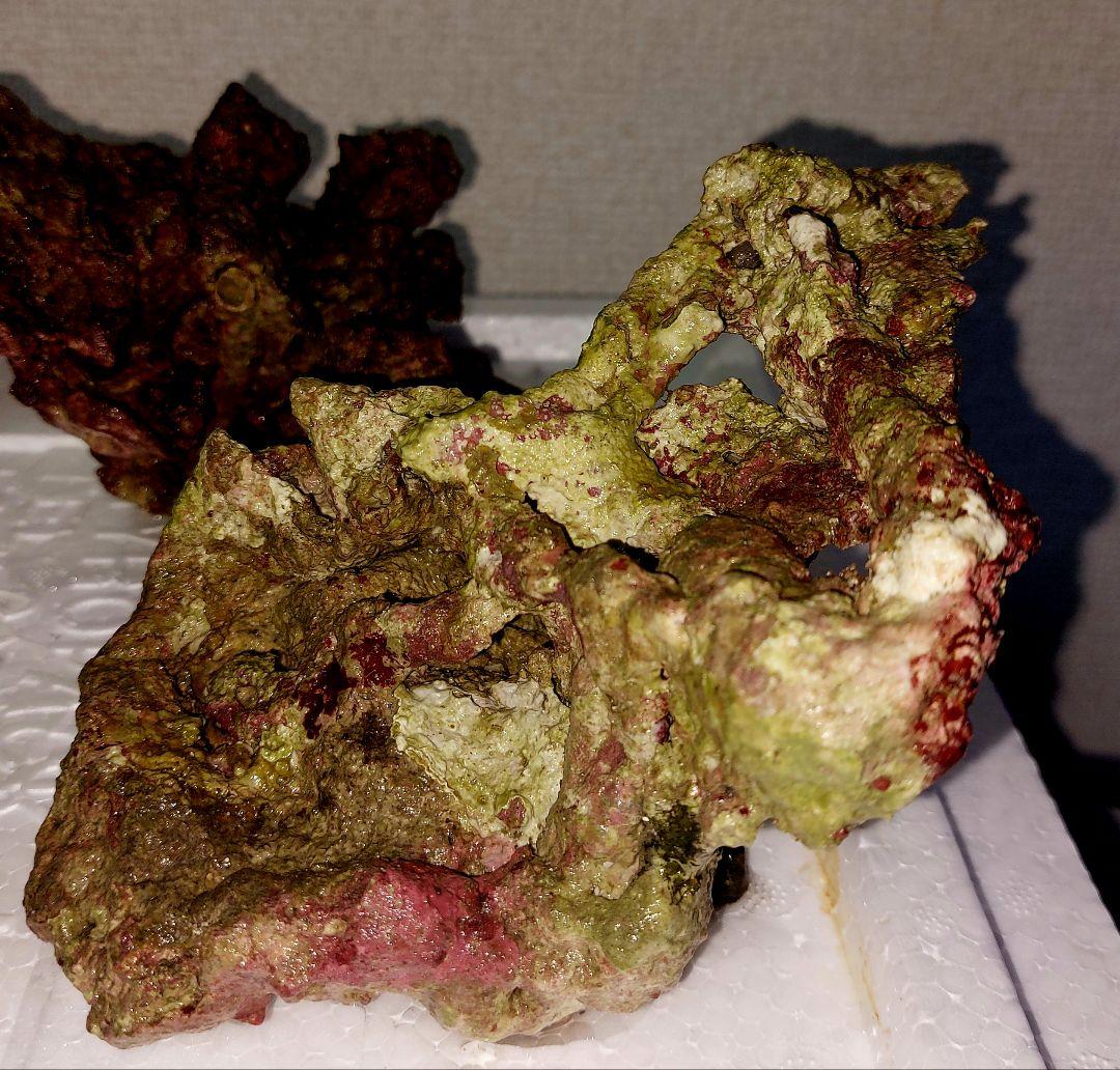 ライブロック 中型 赤褐色