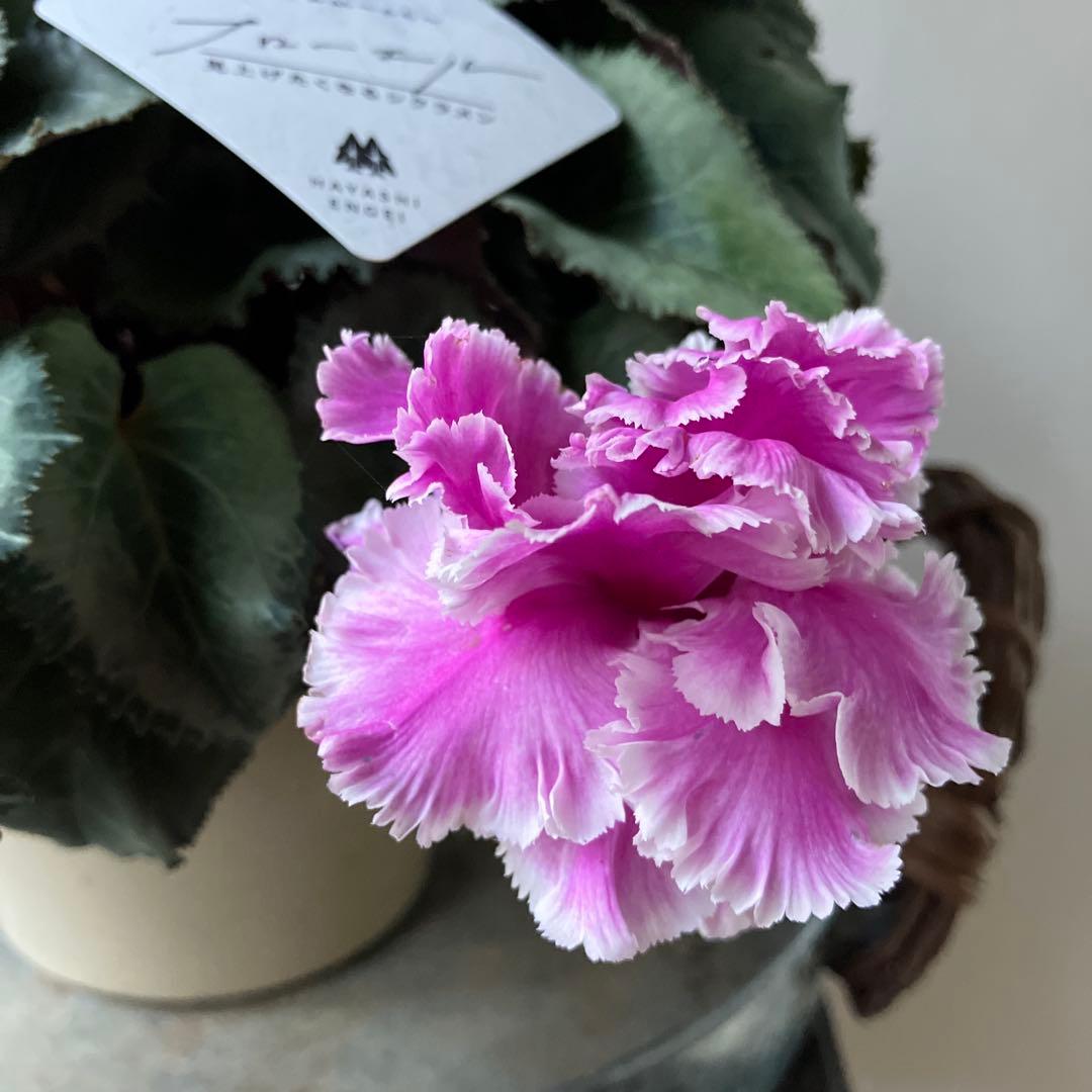 【専用】見上げたくなるシクラメン　フローエル しだれシクラメン　5号鉢①、②