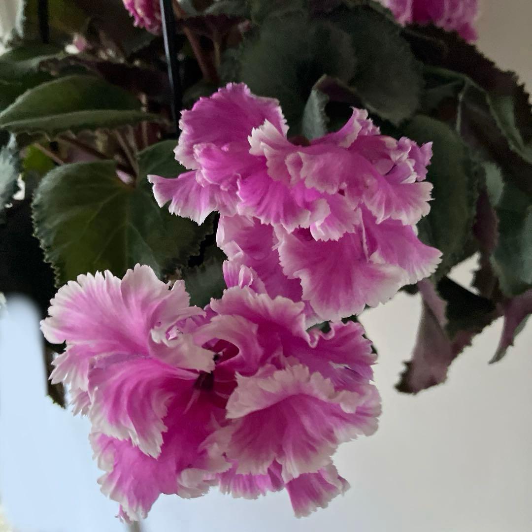 【専用】見上げたくなるシクラメン　フローエル しだれシクラメン　5号鉢①、②