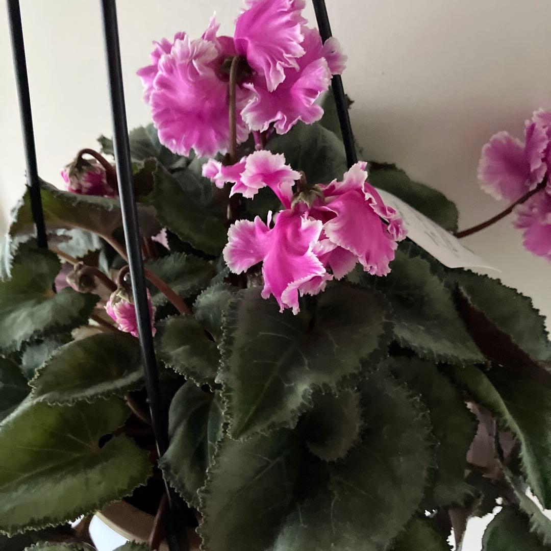 【専用】見上げたくなるシクラメン　フローエル しだれシクラメン　5号鉢①、②