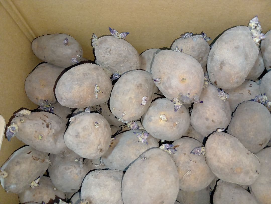 インカのめざめ 種芋 7kg②