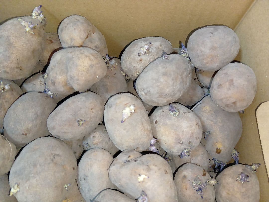 インカのめざめ 種芋 7kg②