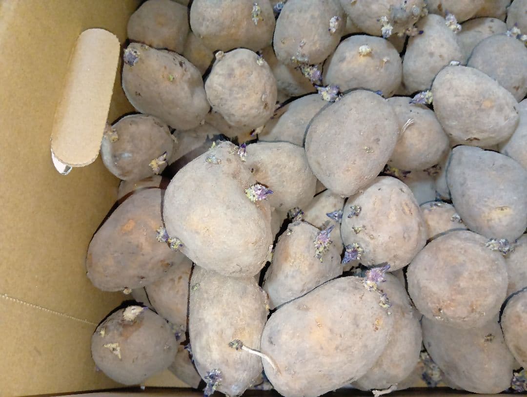 インカのめざめ 種芋 7kg②