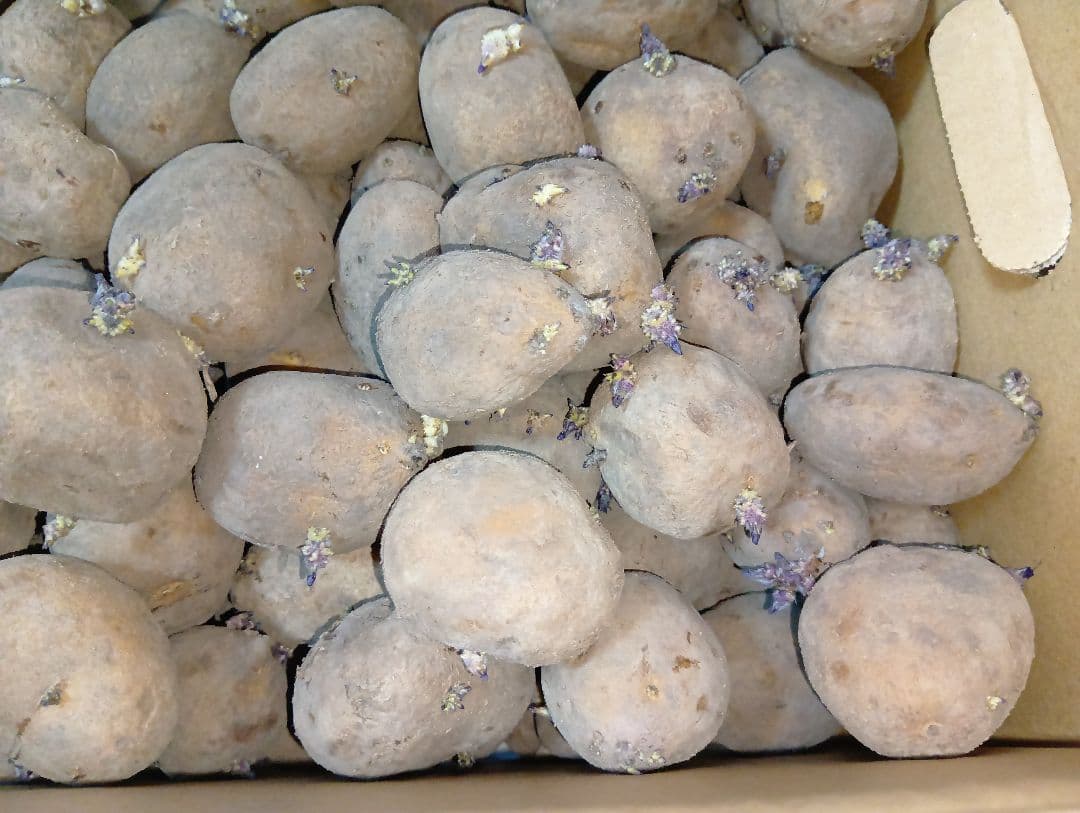 インカのめざめ 種芋 7kg②