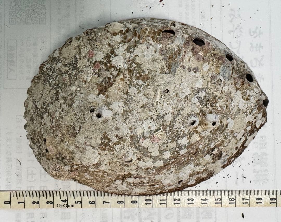 あわび　貝殻　約18×13㎝