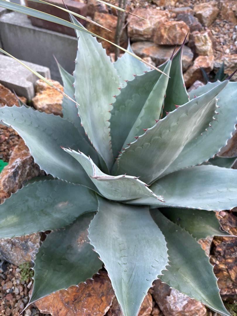 引取り限定　アガベ　オバティフォリア大株