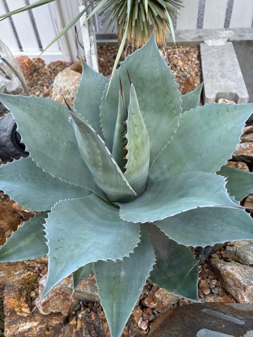 引取り限定　アガベ　オバティフォリア大株