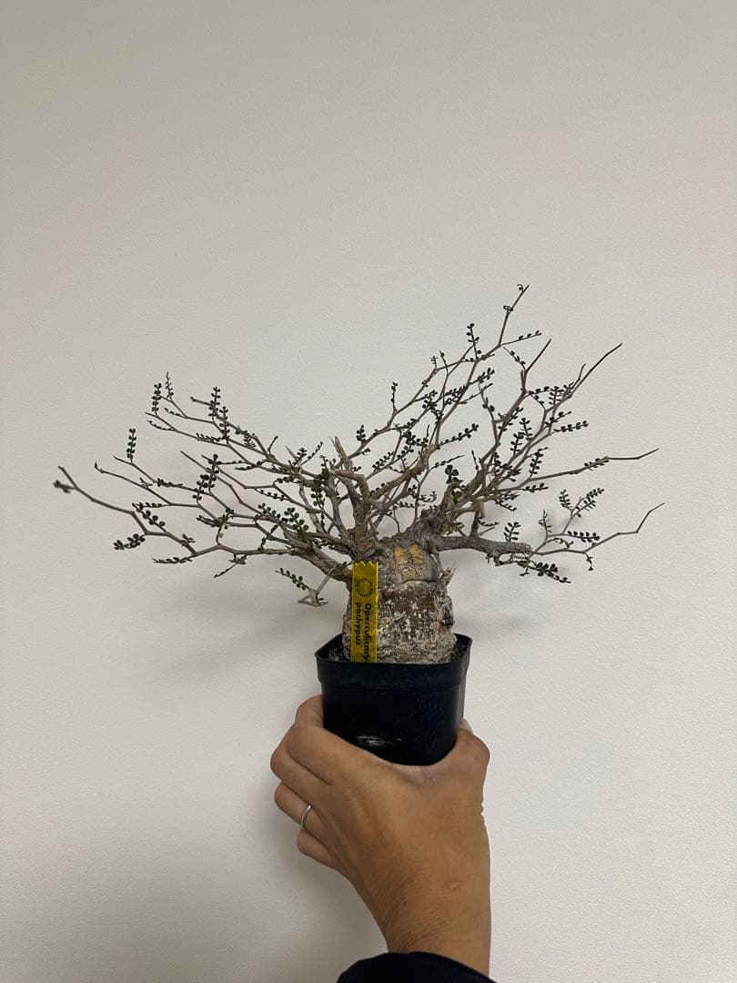 オペルクリカア　パキプス