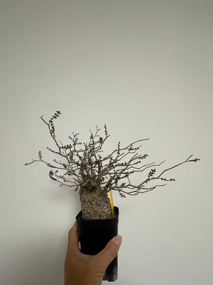 オペルクリカア　パキプス