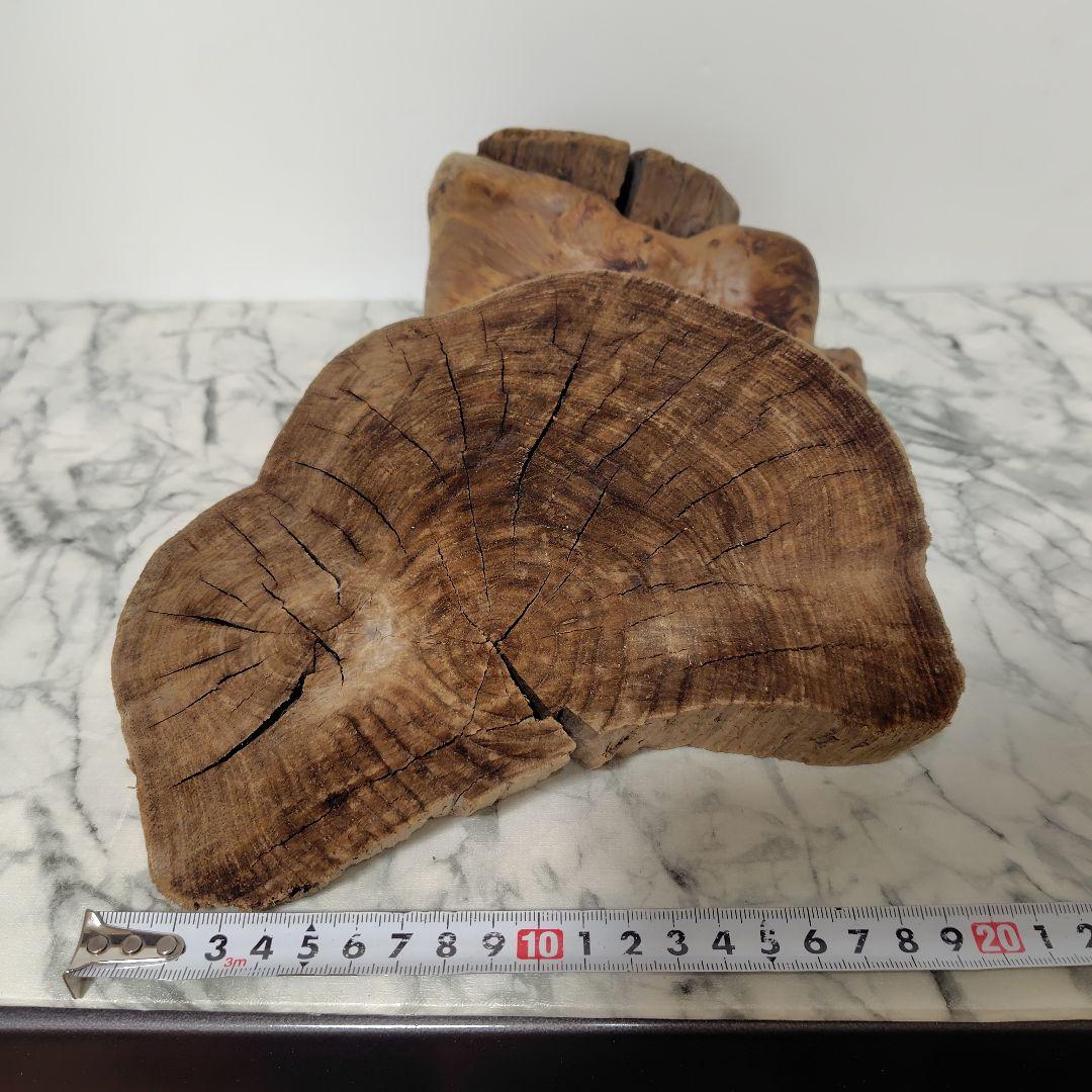 アク抜き済み流木【869】