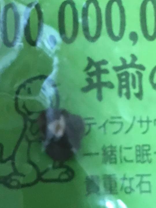 1億年前の石 恐竜 化石 ティラノサウルス