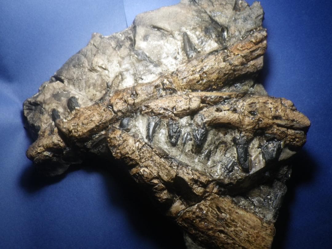 国産化石　貴重レプリカ　２５１１１２－１