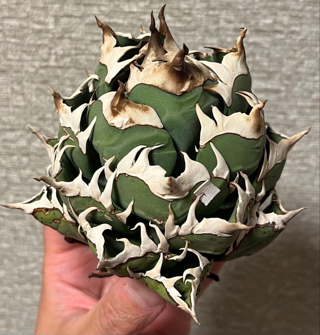 【値下げ】コレクション株　レッドキャットウィーズル　ボールタイプ　極上株