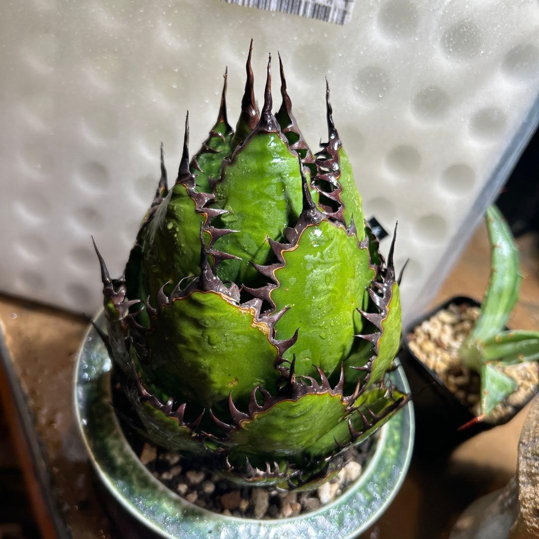 アガベ　ホリダ　陽炎　大株　ボールタイプ　ドワーフ　特選S級選抜　発根管理中