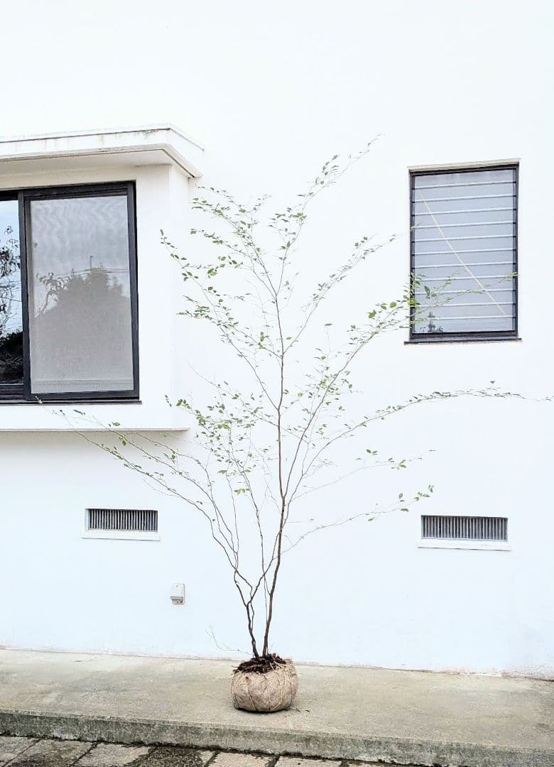 極美。特大山採りアブラチャン。