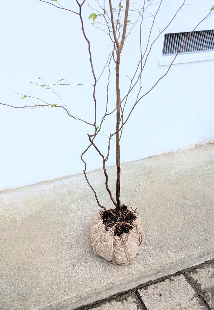 極美。特大山採りアブラチャン。