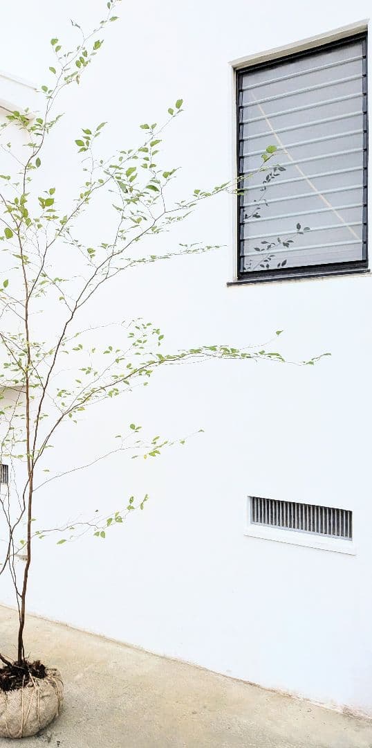 極美。特大山採りアブラチャン。