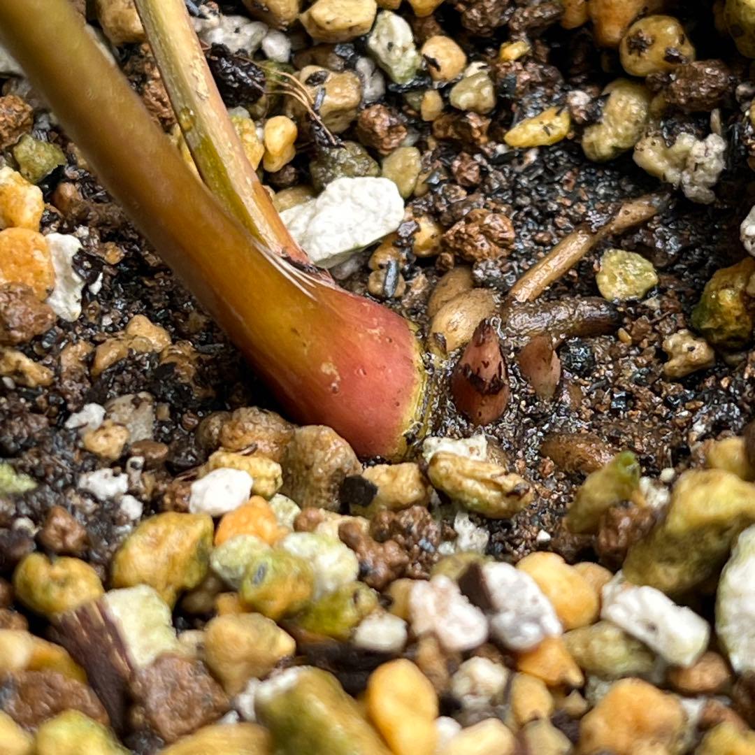 ⭐️スペシャル価格⭐️☘️ラスト2☘️❤️セール❤️369❤️ 超希少❤️ 【ヨシノ】