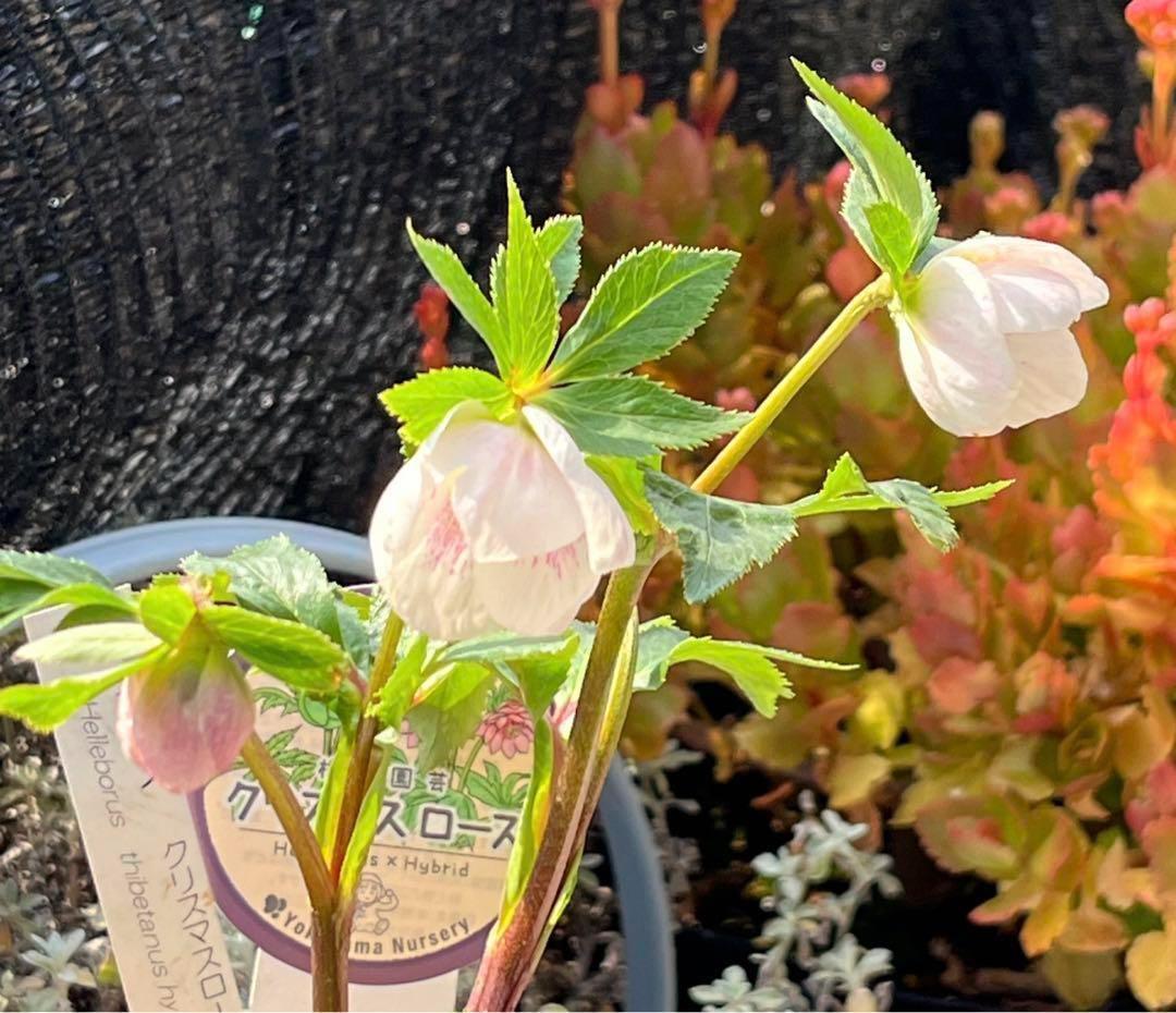 ⭐️スペシャル価格⭐️☘️ラスト2☘️❤️セール❤️369❤️ 超希少❤️ 【ヨシノ】