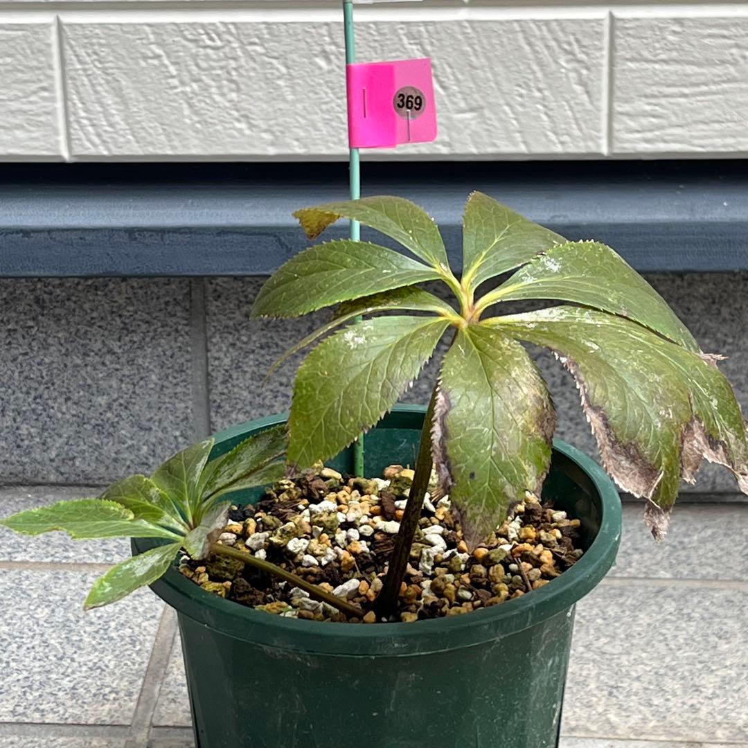 ⭐️スペシャル価格⭐️☘️ラスト2☘️❤️セール❤️369❤️ 超希少❤️ 【ヨシノ】